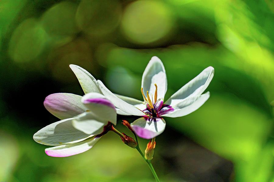 Ixia In The Spring Sunshine Photograph