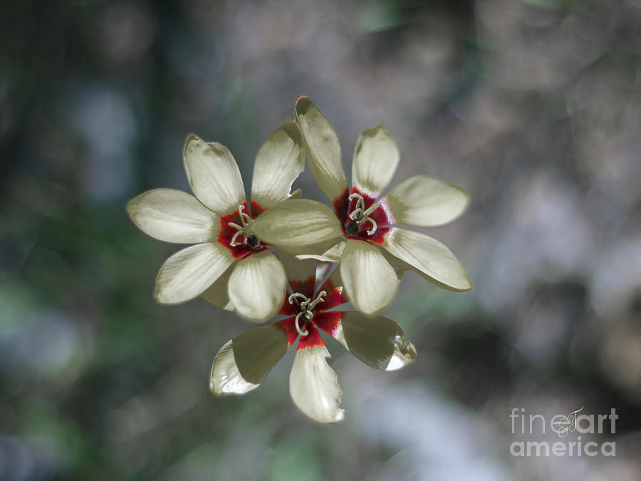 Ixia Maculata - Spotted African Corn Lily Photograph by Elaine Teague