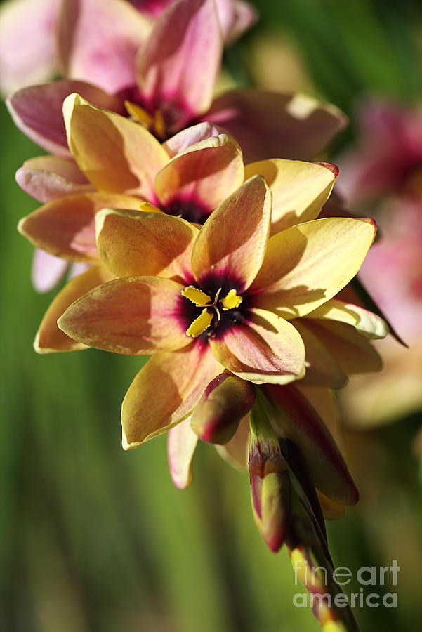 Ixia Spring Flowers Photograph by Joy Watson