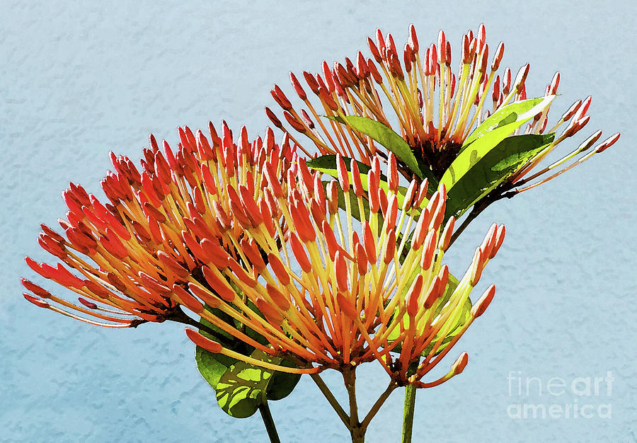 Ixora Blooming in Watercolor Mixed Media by Sharon Williams Eng
