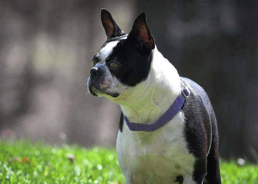 Izzy Girl 2 Years Old Photograph by Mary Lynn Giacomini - Fine Art America