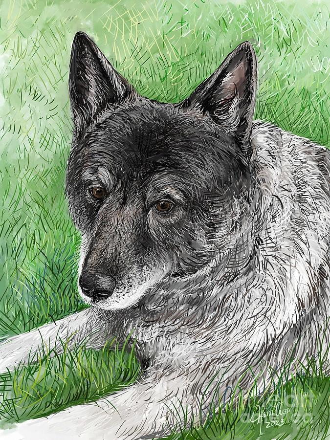 Izzy the Elkhound Drawing by Heidi Creed - Fine Art America