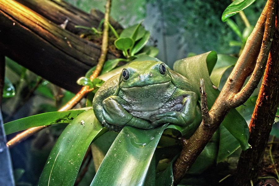 Jabba The Frog Photograph by Loren Gilbert