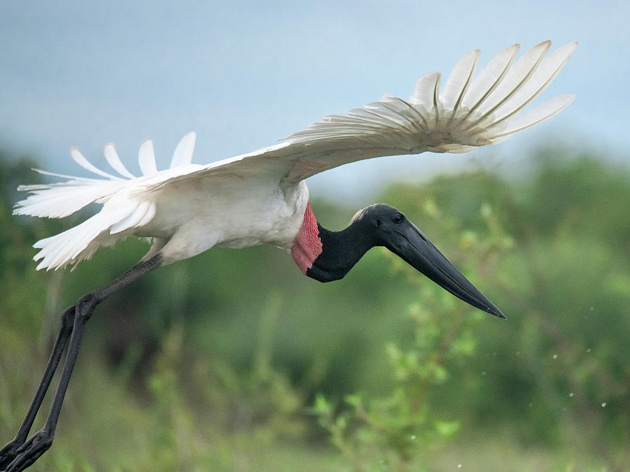 Jabiru Flight Photograph by Michael Dyer - Fine Art America