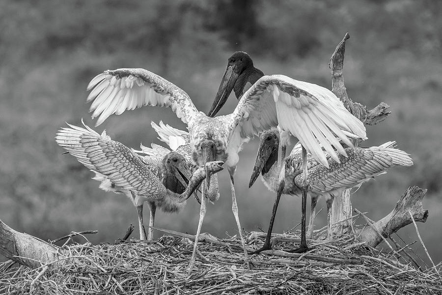 Jabiru stork family with catfish Digital Art by Hans Wagemaker - Fine ...