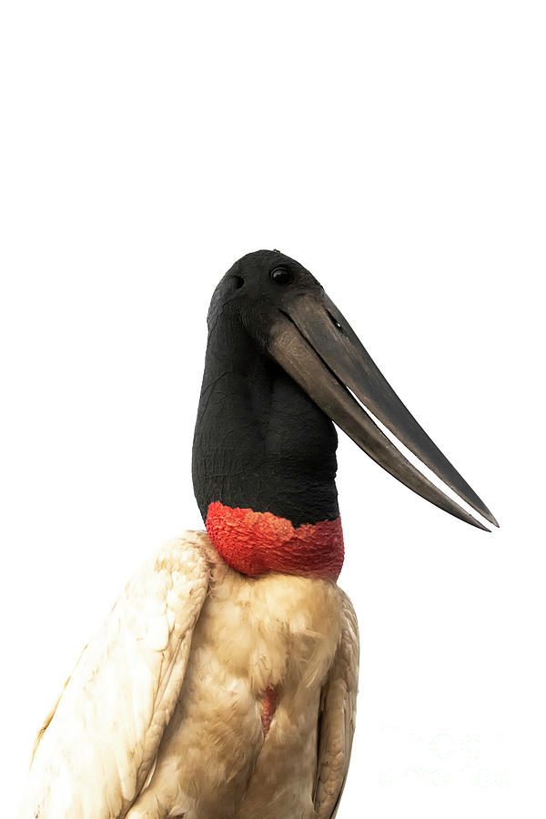 Jabiru Stork Photograph by Patrick Nowotny