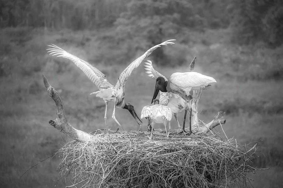 Jabiru Storks feeding on their nest Digital Art by Hans Wagemaker ...