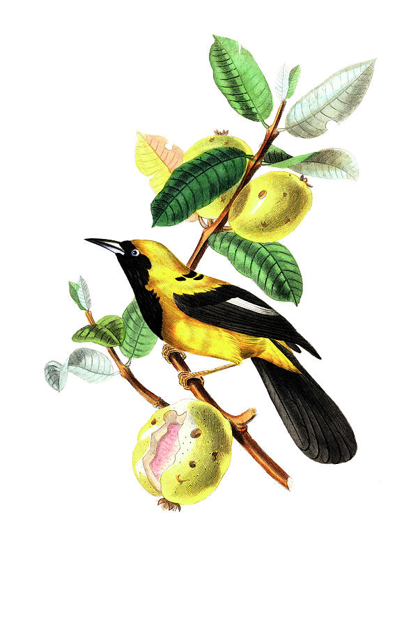 Jacamar bird Drawing by Paul Gervais