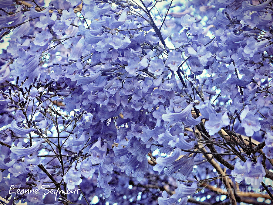 Jacaranda Blossoms Photograph by Leanne Seymour
