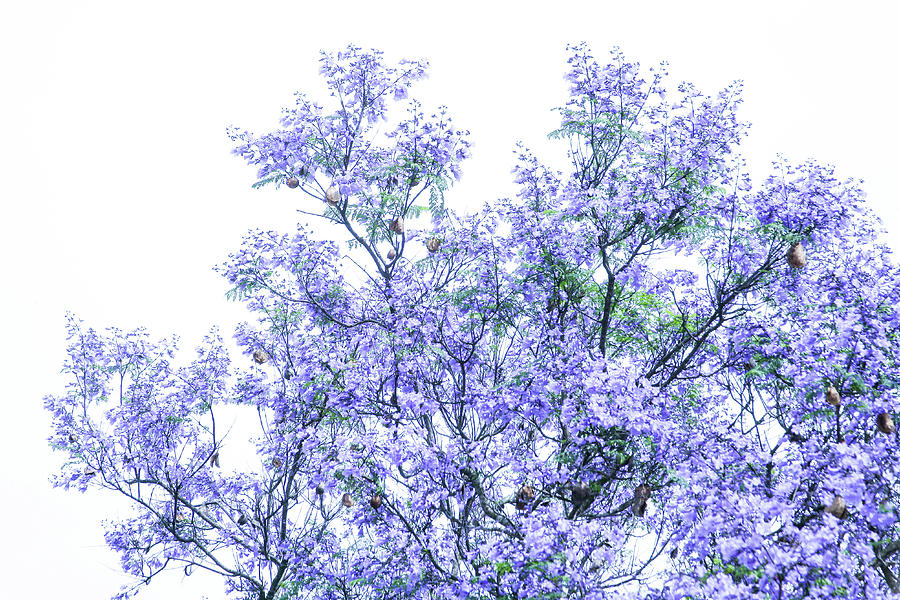 Jacaranda Blossoms Photograph
