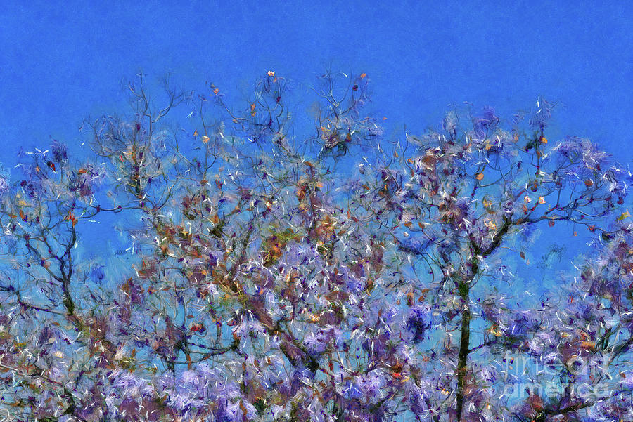 Jacaranda Mimosifolia Flowers Painting