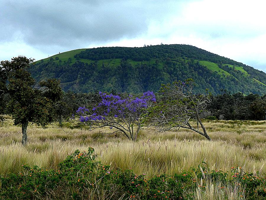 Jacaranda  Near Puuanahulu Photograph by Lori Seaman