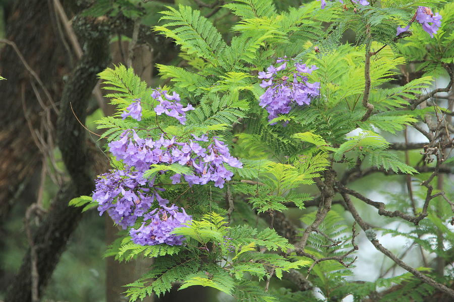 Jacaranda tree flowers. Photograph by Johannes Christoffel Meintjes ...