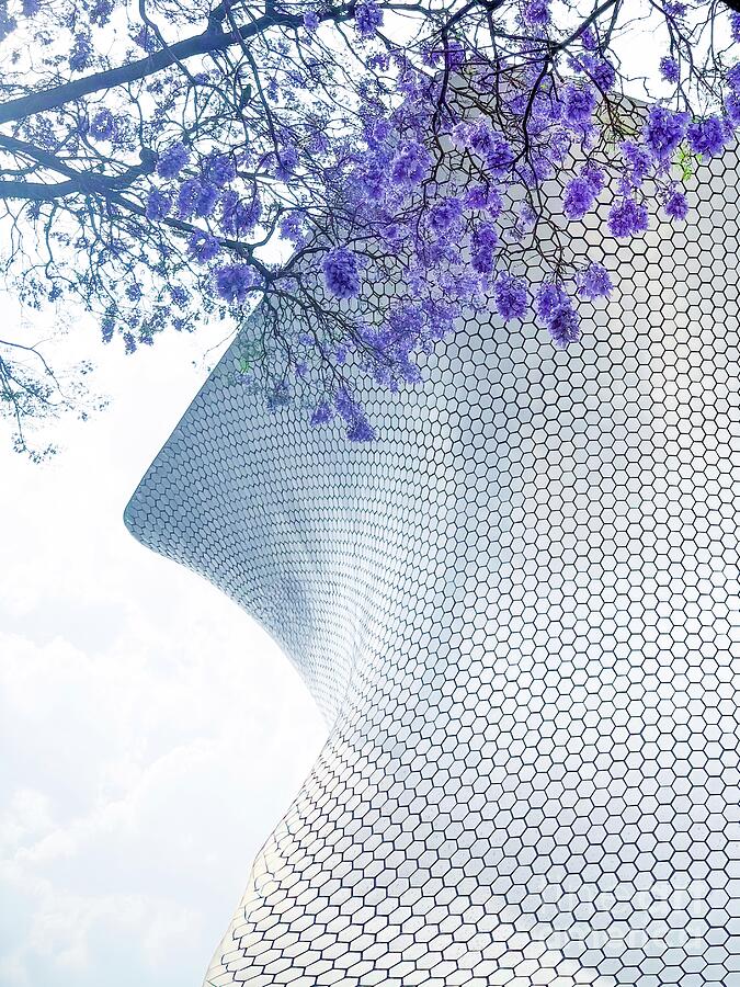 Jacarandas at the Soumaya Photograph by Leslie Brashear Jacarandas at the Soumaya Photograph by Leslie Brashear
