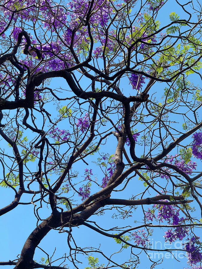 Jacarandas Photograph by Leslie Brashear Jacarandas Photograph by Leslie Brashear