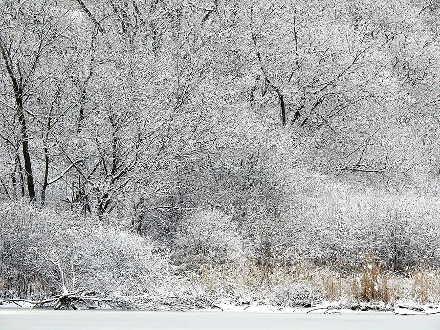 Jack Frost Photograph by Kathy Woods Booth - Fine Art America