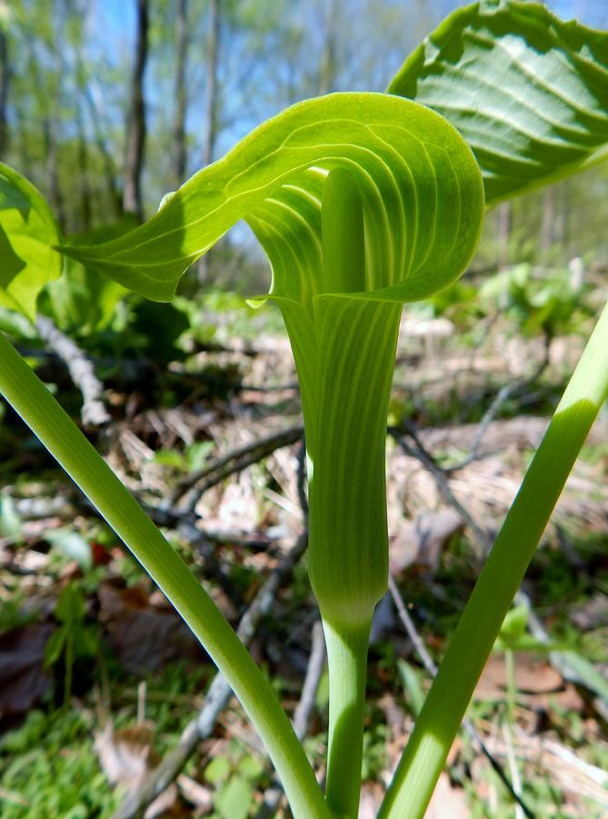 Jack-in-the-Pulpit 2 Photograph by Vanessa DeVett | Fine Art America