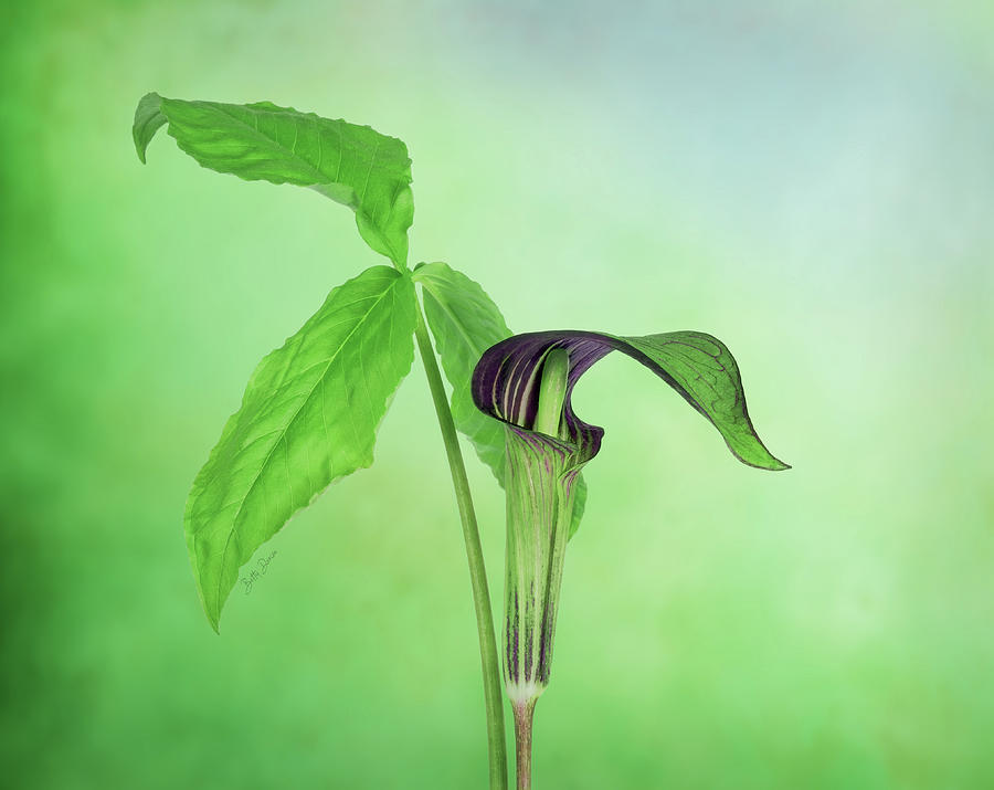 Nature Photograph - Jack-in-the-Pulpit by Betty Denise