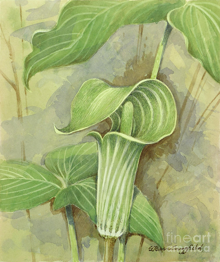 Jack-In-The-Pulpit Painting by Gordon Beningfield