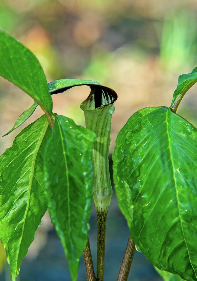 Jack In The Pulpit In The Morning Shade Photograph
