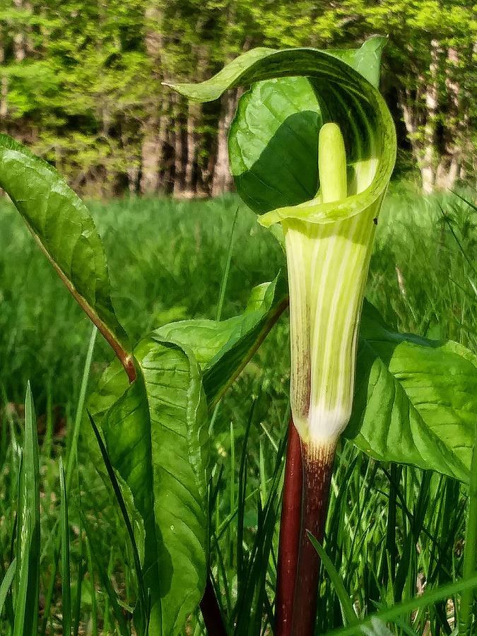 Jack In The Pulpit Photograph By James Peterson Fine Art America   Jack In The Pulpit James Peterson 