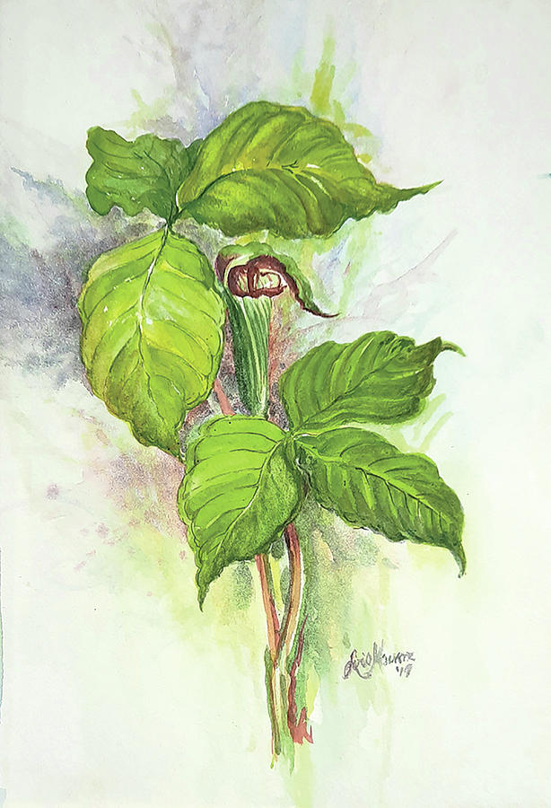 Flower Painting - Jack in the Pulpit  by Lois Mountz