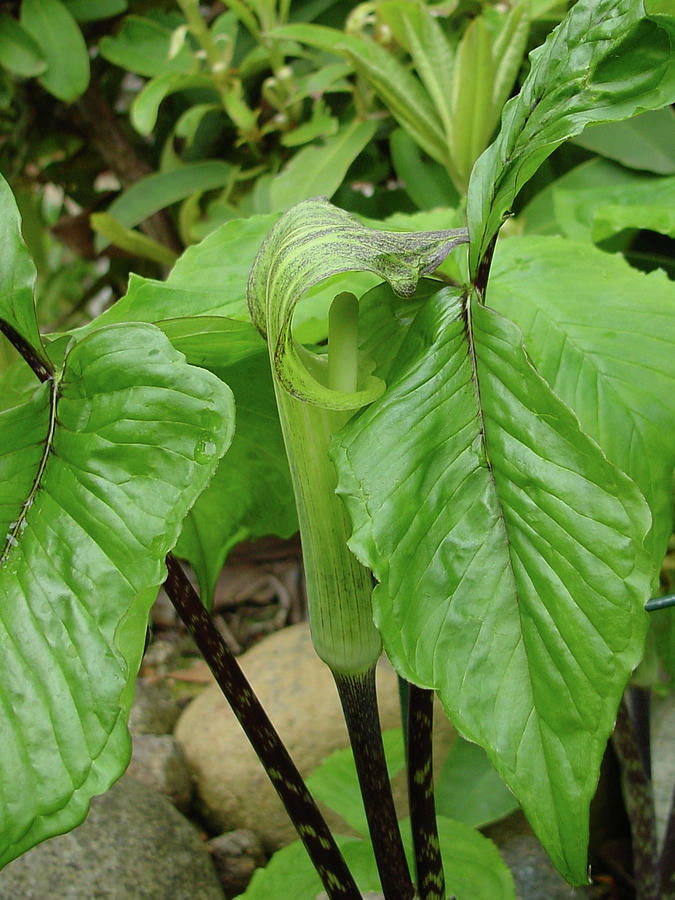 Jack-in-the-Pulpit Photograph by Shirley Heyn
