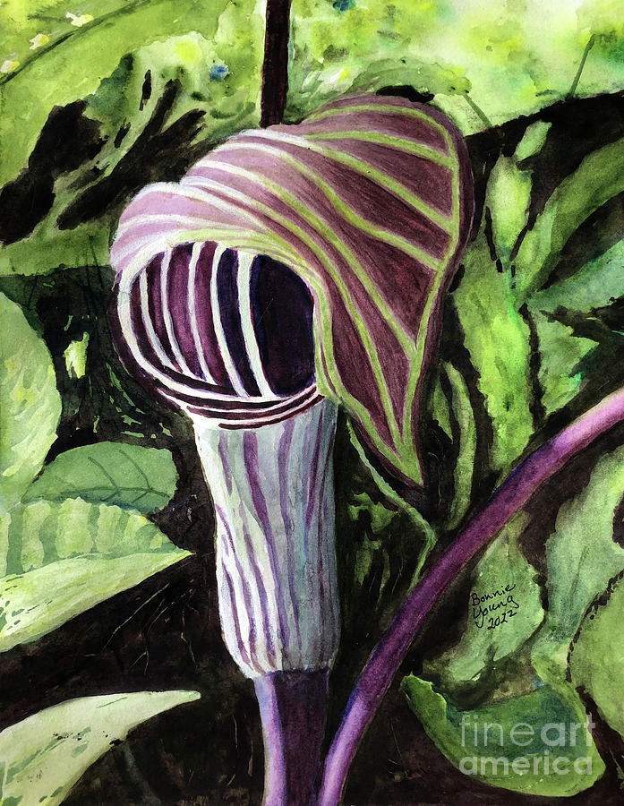 Jack-inthe-pulpit Painting by Bonnie Young