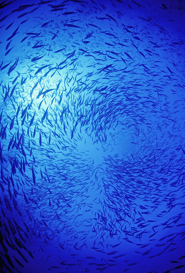 Jack mackerel school in clear blue sunlit sea   Photograph by Kim Westerskov