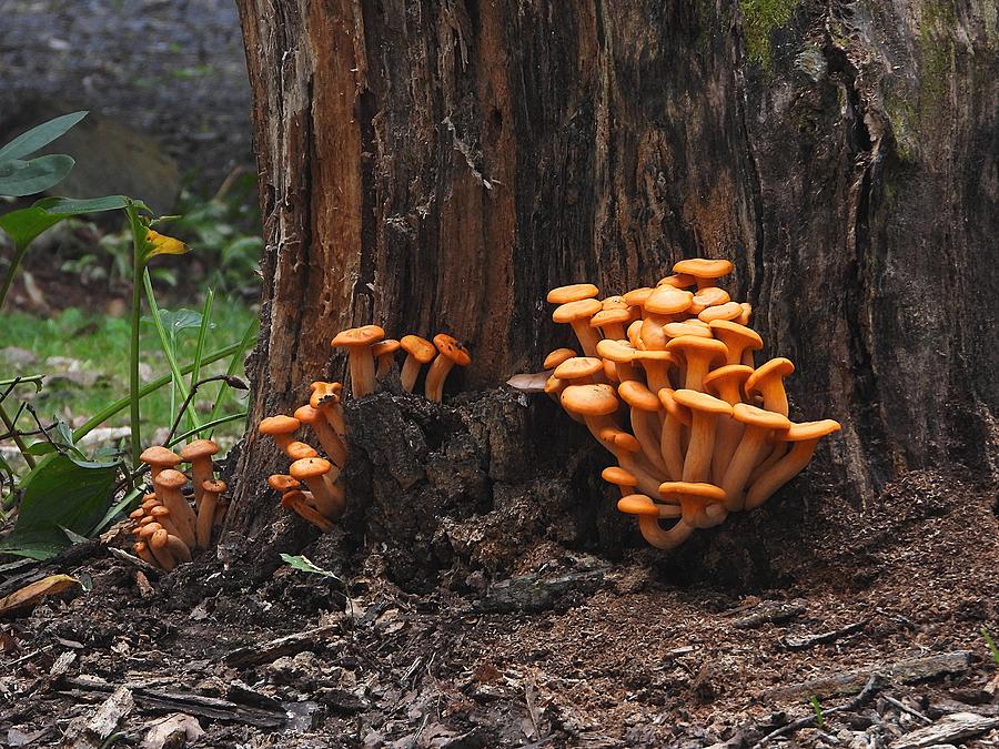 Jack O Lantern Mushrooms Photograph by Living Color Photography Lorraine Lynch
