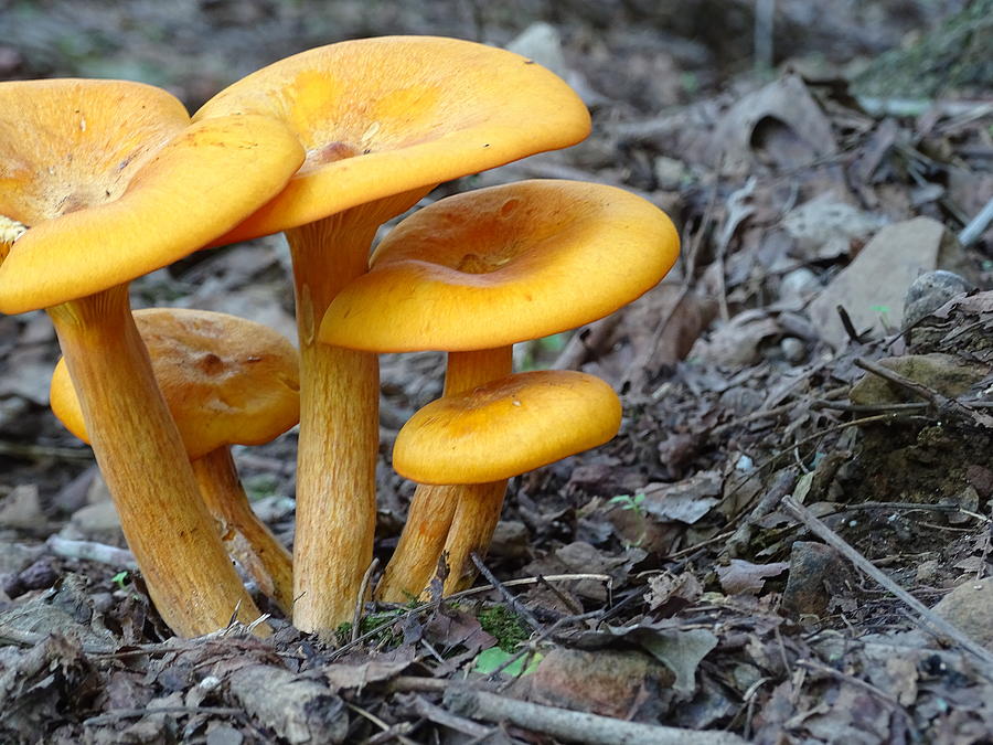 Jack O Lantern Mushrooms Photograph by Mary Halpin
