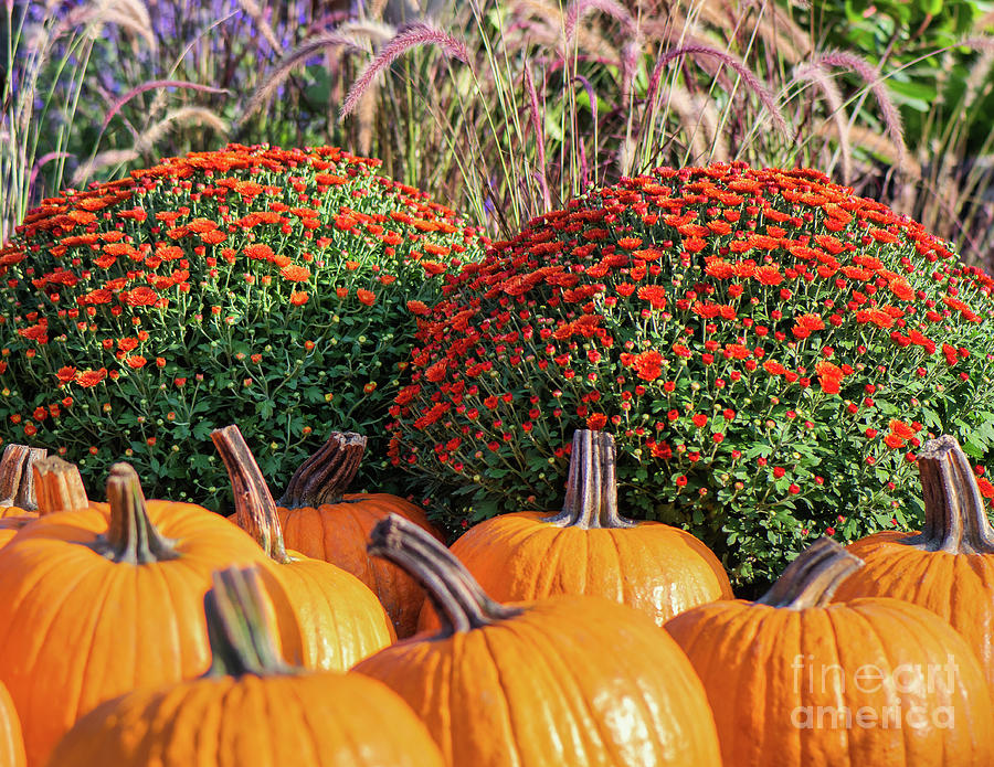Jack-O-Lantern Orange Pumpkins  Photograph by Abigail Diane Photography