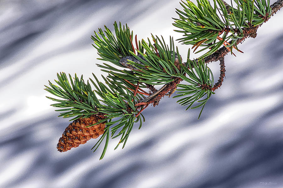 Jack Pine Branch and Cones Photograph by Marty Saccone