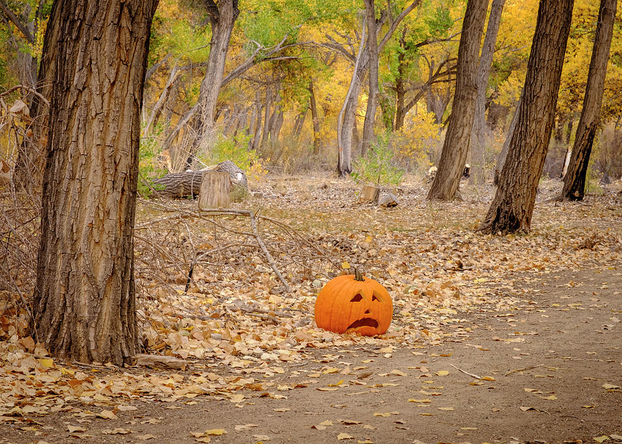 Jack Pumpkin Head of the Woods Photograph by Mary Lee Dereske