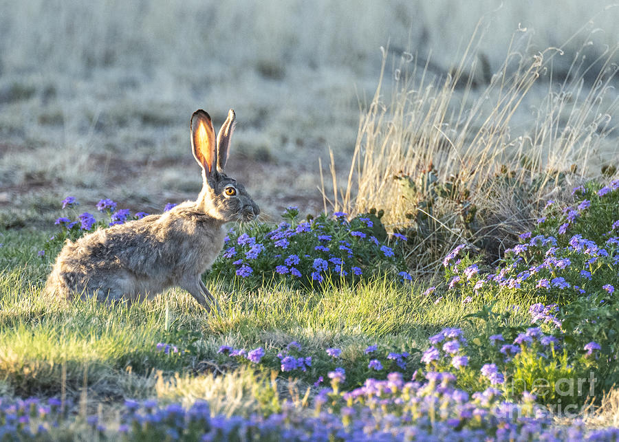 Jack Rabbit at Sunset Photograph by Steven Natanson