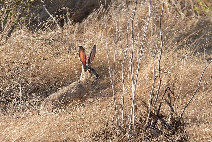 Jack rabbit Photograph by Mike Fusaro