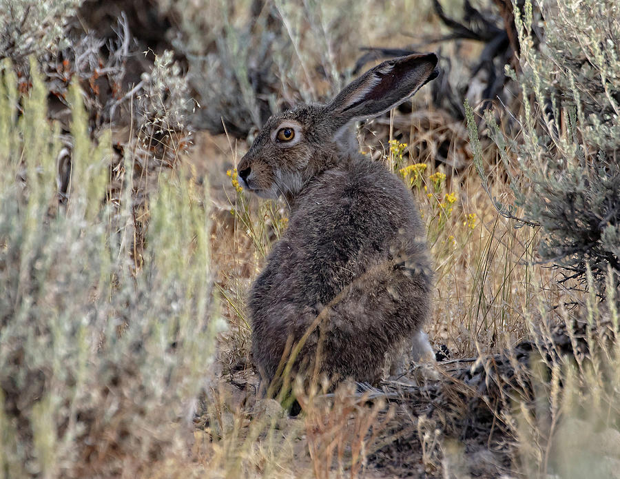 Jack Rabbit of Sand Wash Basin Photograph by Mindy Musick King