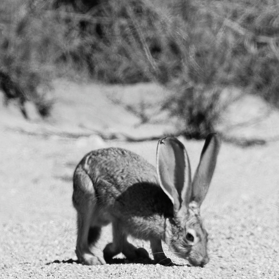 Jack Rabbit Photograph by Perry Hoffman
