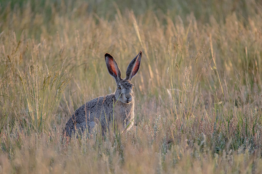 Jack Rabbit pose Photograph by Stephani Holdorf - Fine Art America