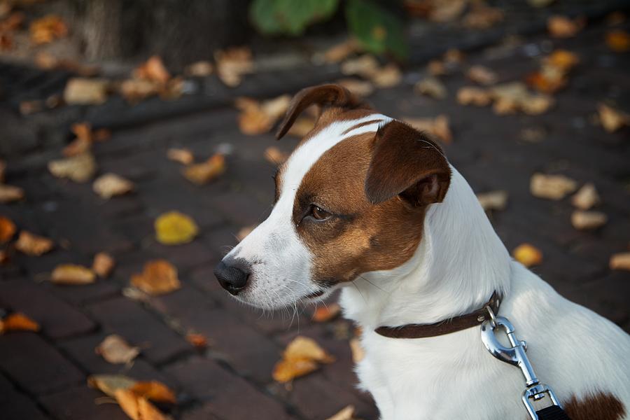 Jack Russel dog Photograph by E.M. van Nuil