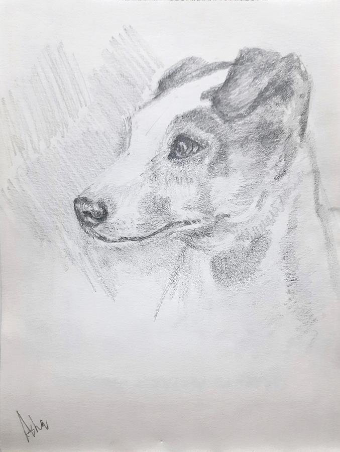Jack Russel terrier portrait Drawing by Asha Sudhaker Shenoy