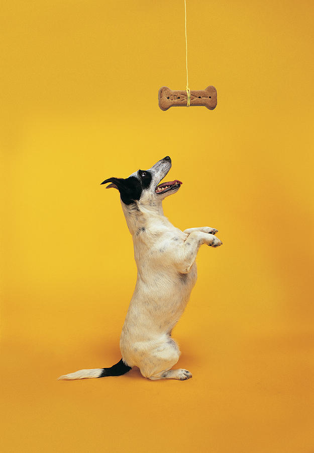 Jack Russell begging Photograph by Photodisc
