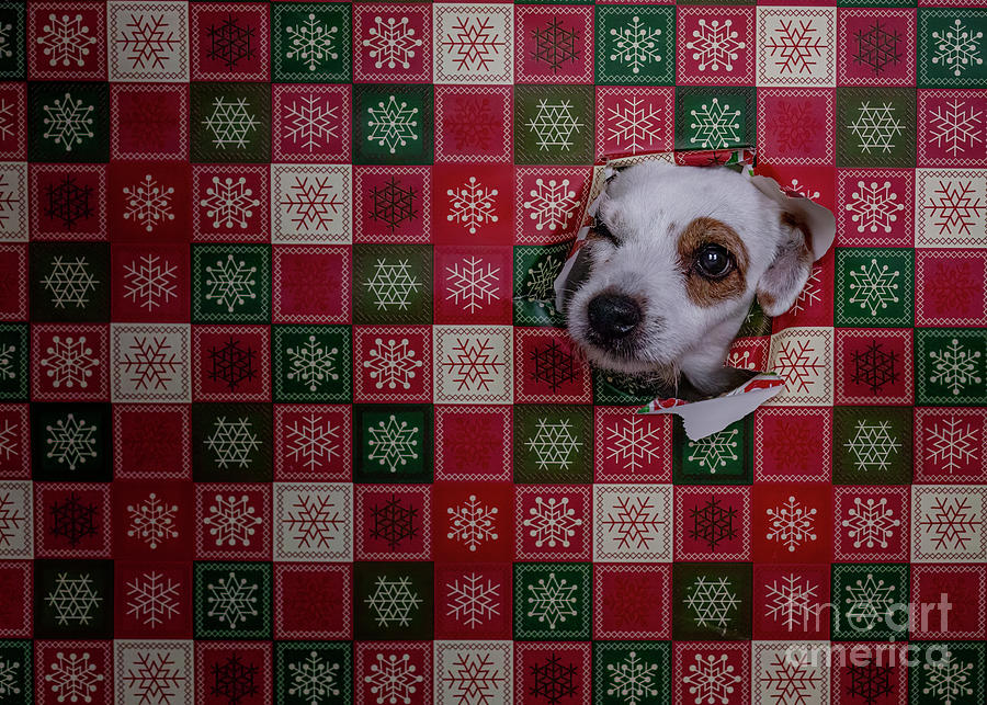 Jack Russell Christmas2 Photograph
