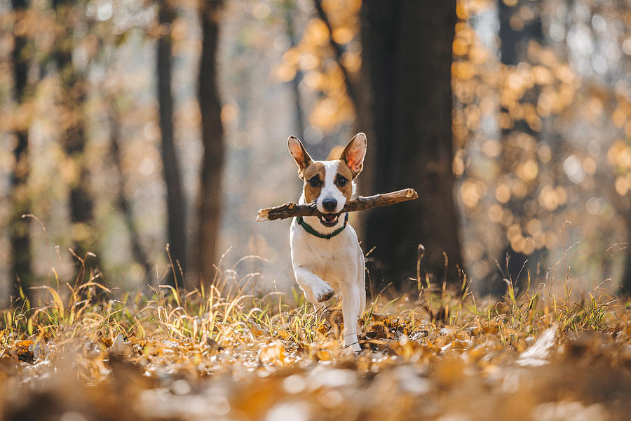 Jack Russell Parson Terrier Running Toward The Camera Photograph by Obradovic