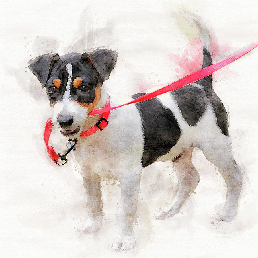 Dog Painting - Jack-russell puppy playing with leash watercolor by Gregory DUBUS