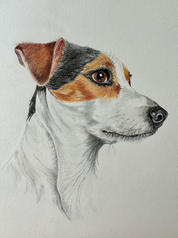 Jack Russell Drawing by Susan Sanders - Fine Art America