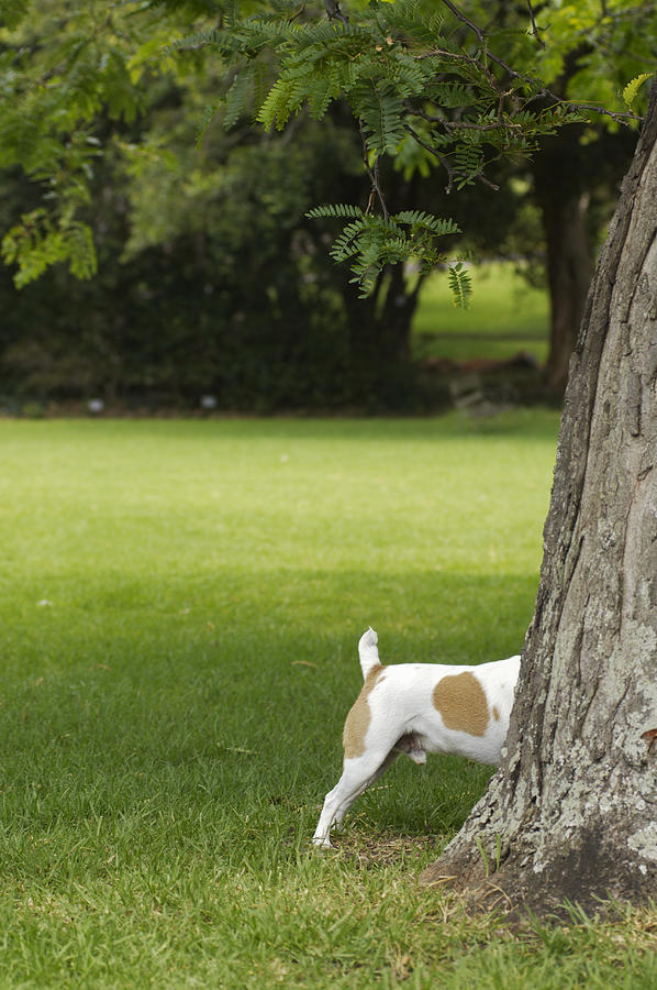Jack russell terrier behind tree trunk Photograph by Kane Skennar