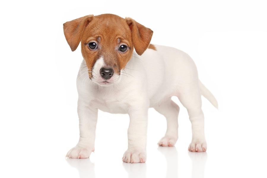 Jack russell terrier puppy Photograph by Fotojagodka