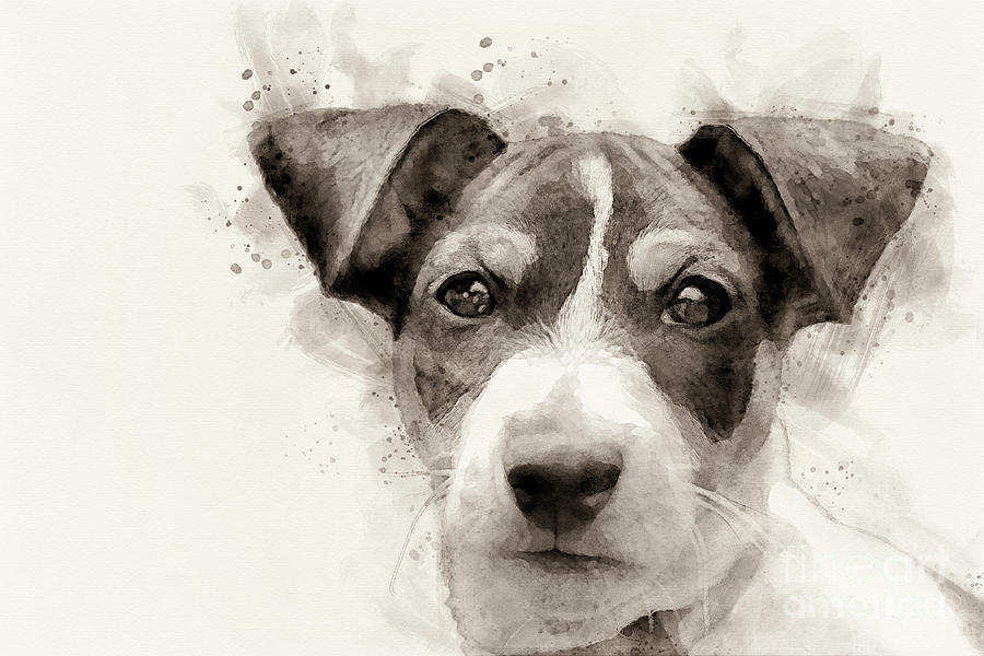 Black And White Painting - Jack-russell terrier puppy portrait watercolor by Gregory DUBUS