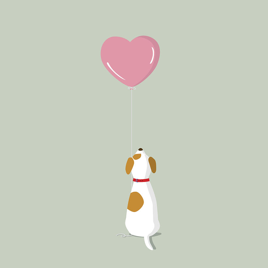 Jack Russell Terrier puppy with pink heart shape helium balloon Drawing by Gollykim